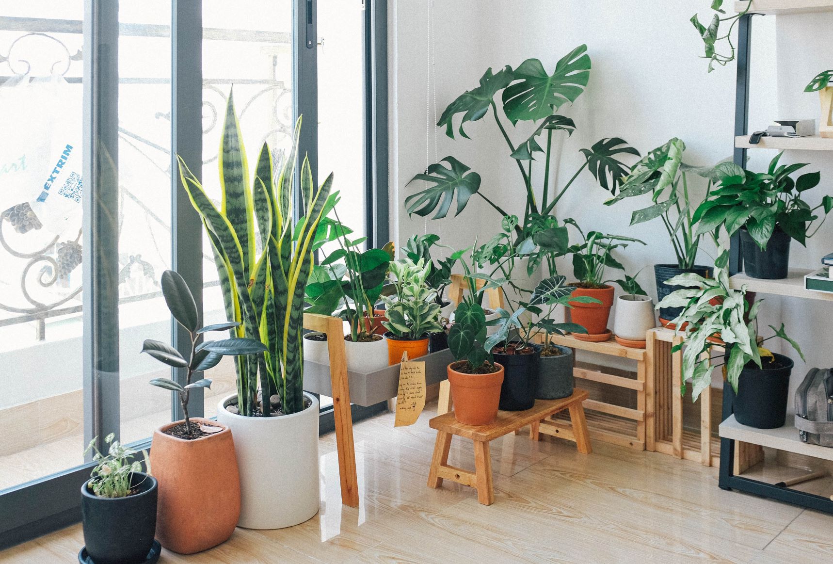 duża ilość roślin w mieszkaniu